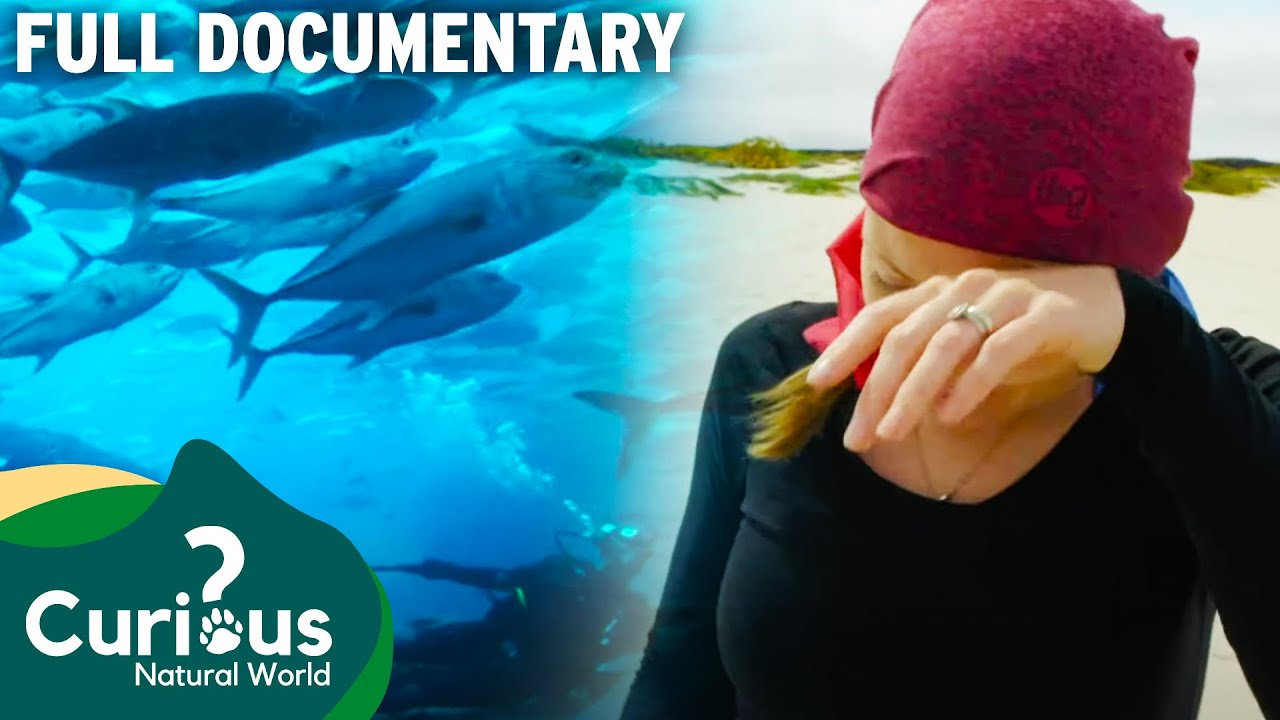 The Sad Truth Of Living In The Galapagos Islands | Full Documentary