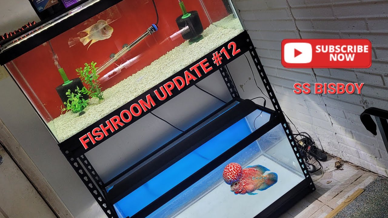 NEW 40 GALLON FLOWERHORN RACK IN FISH ROOM! - (FISHROOM UPDATE #12)