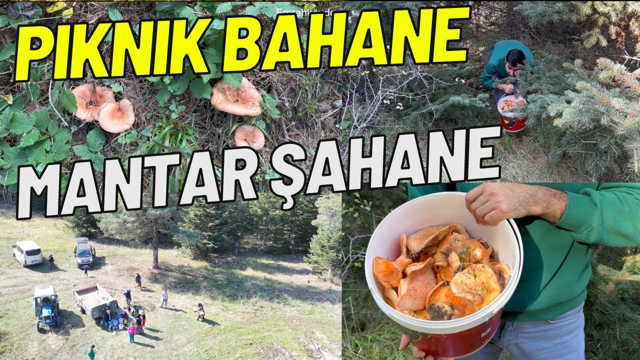 DAĞLARA MANTAR TOPLAMAYA GİTTİK-GÜZEL BİR MANTAR TOPLAMA VLOĞU-MANTAR TOPLAMADA KİMLERLE KARŞILAŞTIK