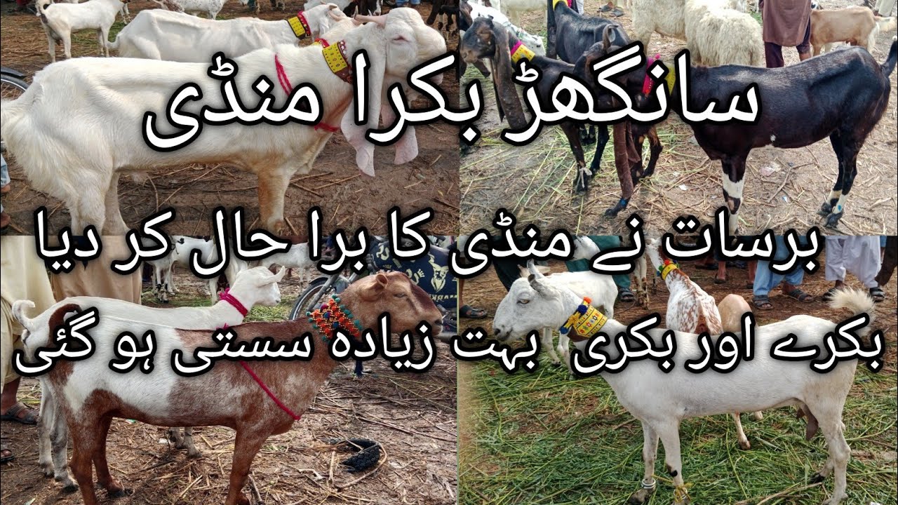 sanghar Bakra Mandi | New latest update today | Barsat Ki waja say ret ma nomaya kami Date 21.08.25
