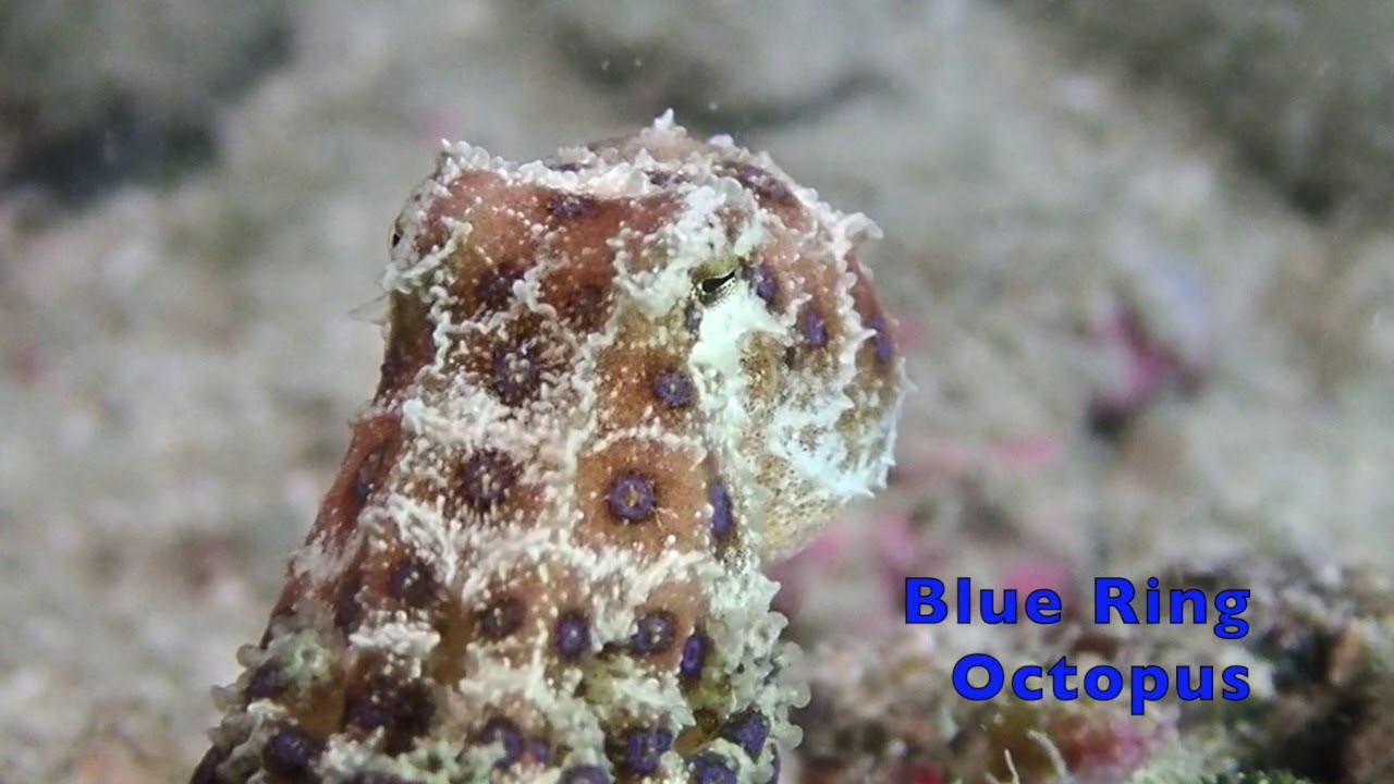 Blue Ring Octopus Hantu 14 Mar 2021