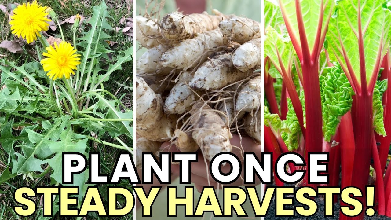 Plant These 15 Perennial Vegetables Once—Then Enjoy Reliable Harvests Year After Year | Easy Grow