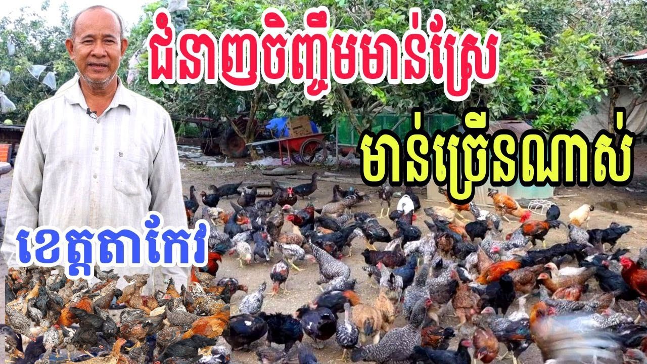 ជំនាញចិញ្ចឹមមាន់ស្រែ មាន់ច្រើនណាស់ ប្រើចំណីធម្មជាតិ