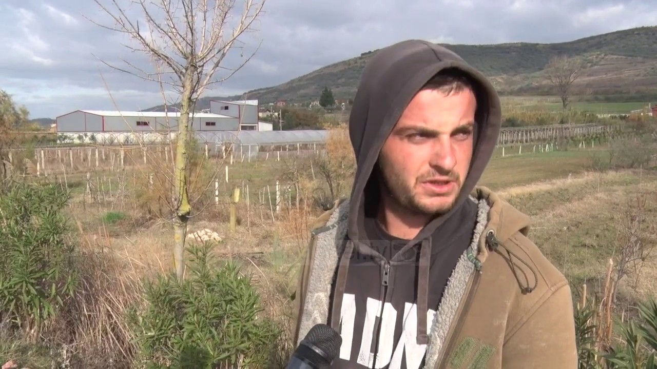 Qepa, kat&euml;rfishohet &ccedil;mimi. N&euml; Myzeqe, m&euml; pak prodhim nga&hellip;- Top Channel Albania - News - Lajme