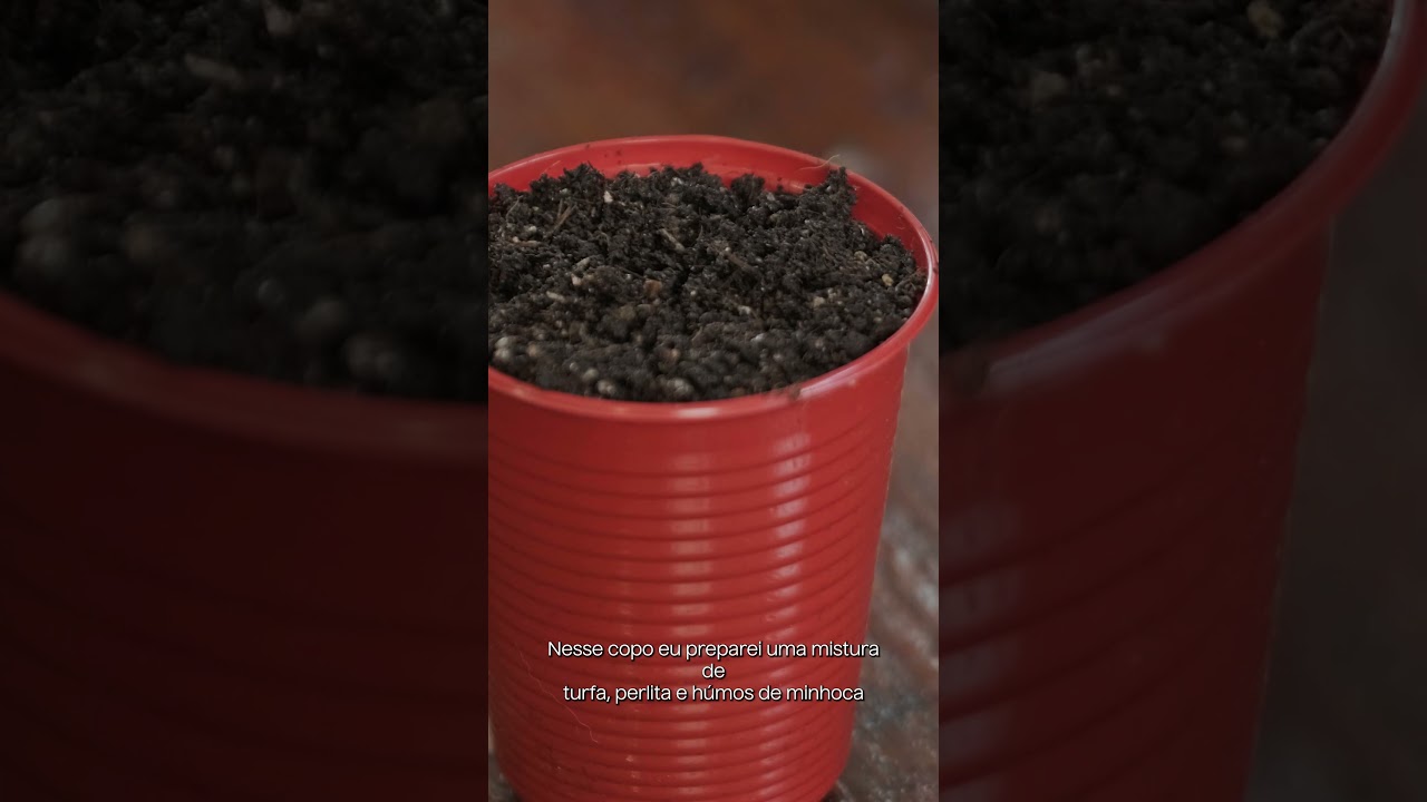 Como germinar sementes de cannabis  #vlog #fotografia #ice #cinematography #cannabis