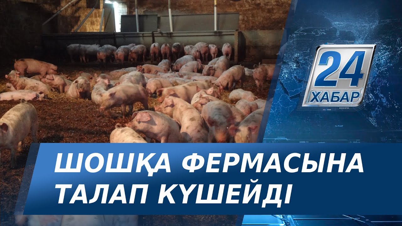 Ақтөбе облысының Бестамақ ауылындағы шошқа фермасына талап күшейтілді