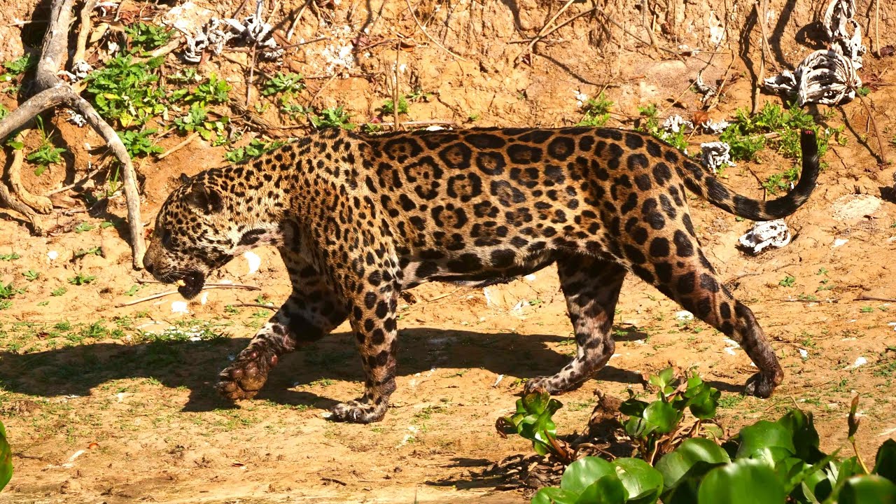 Mammals of Brazil's Pantanal and Cerrado
