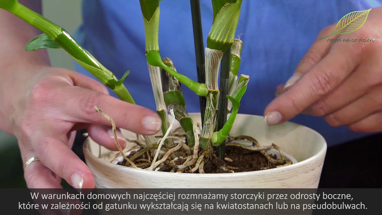 Storczyk - kupowanie i rozmnażanie. Jakie storczyki kupować?