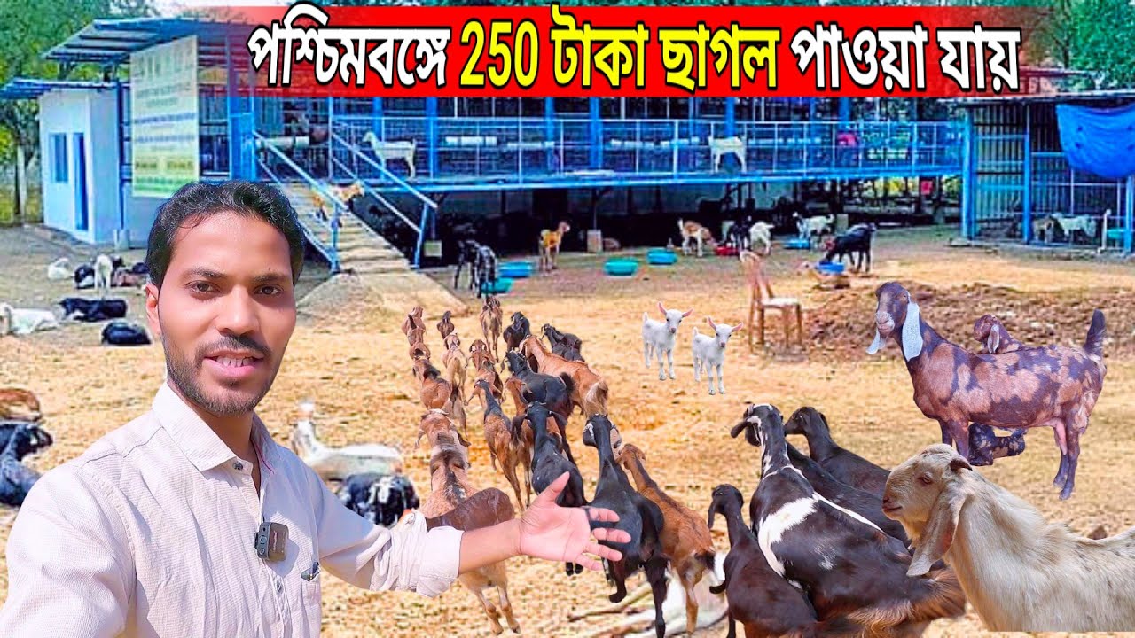 250 টাকা kg ছাগল কোথায় পাবেন মুখ খুললেন খামারি || goat farming in West Bengal || goats