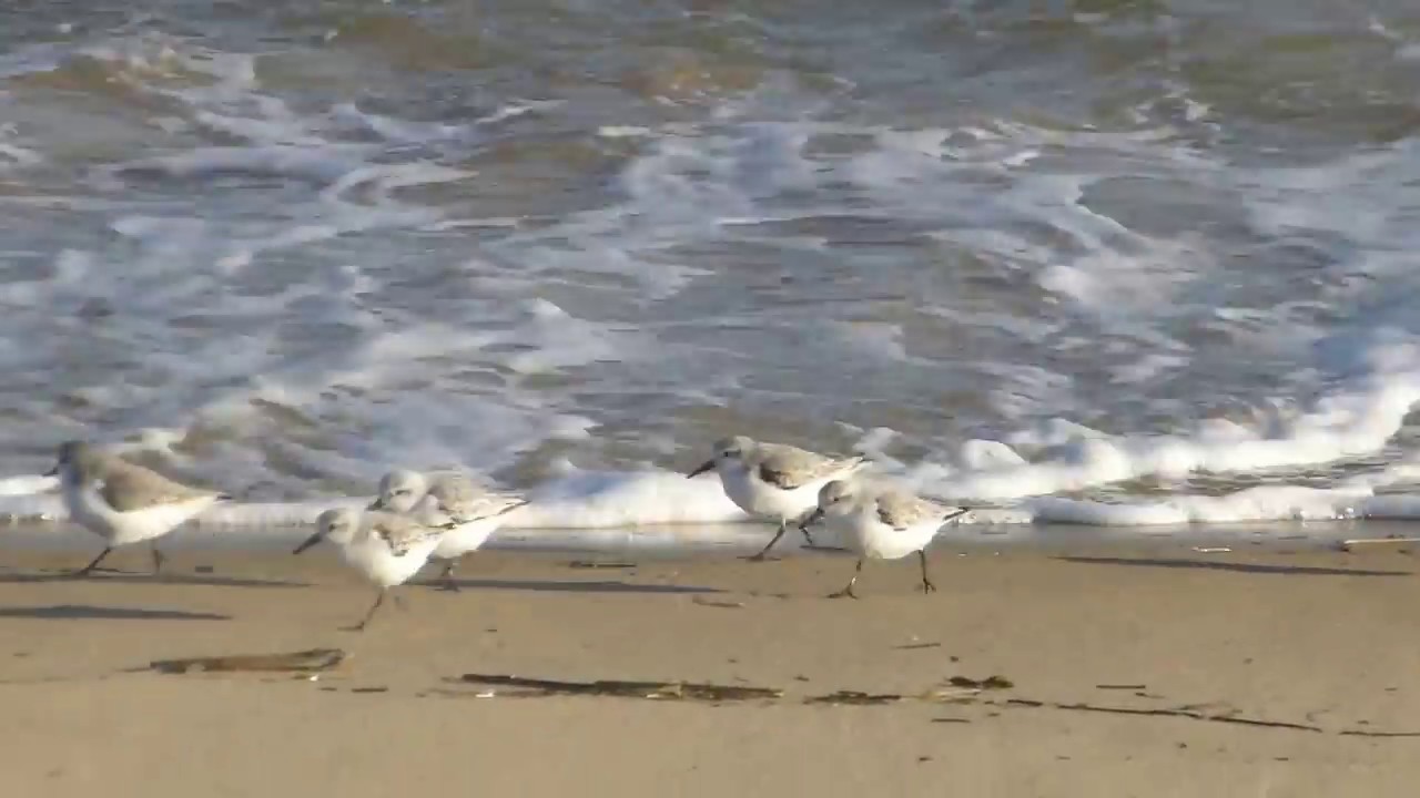 Sanderlings dans le ressac au Mimbeau.