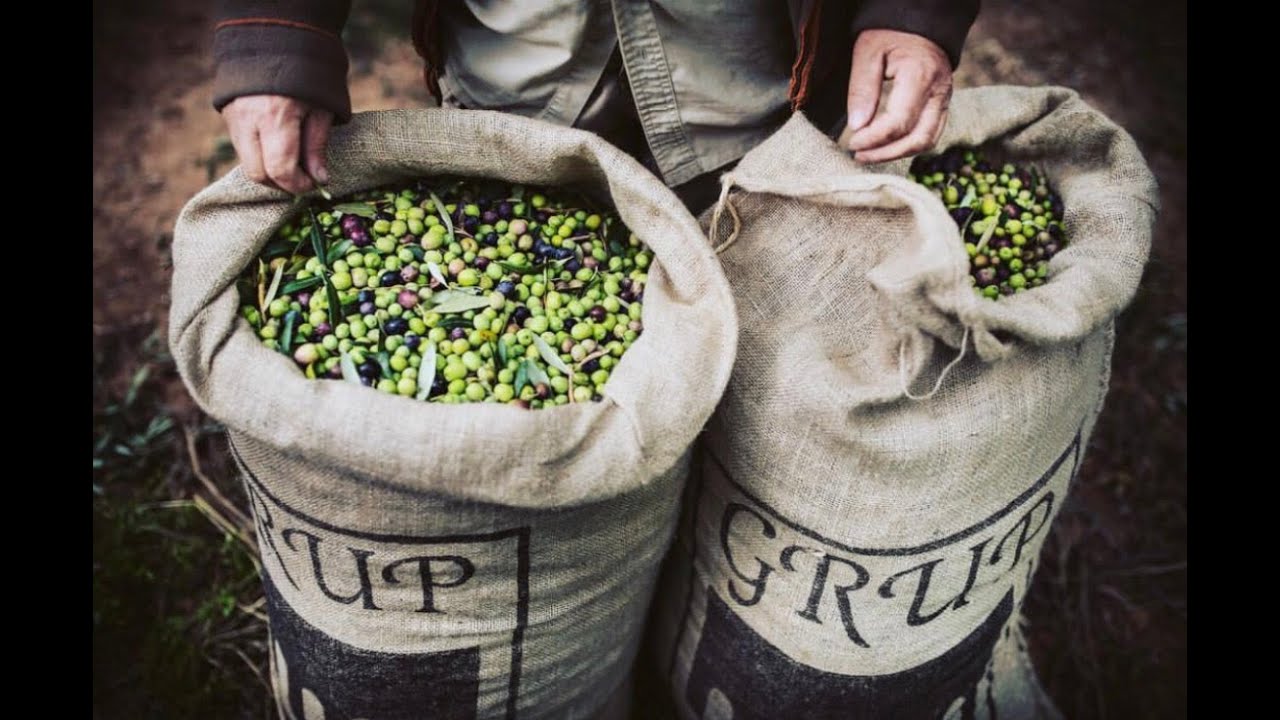 PONS Olive Oil