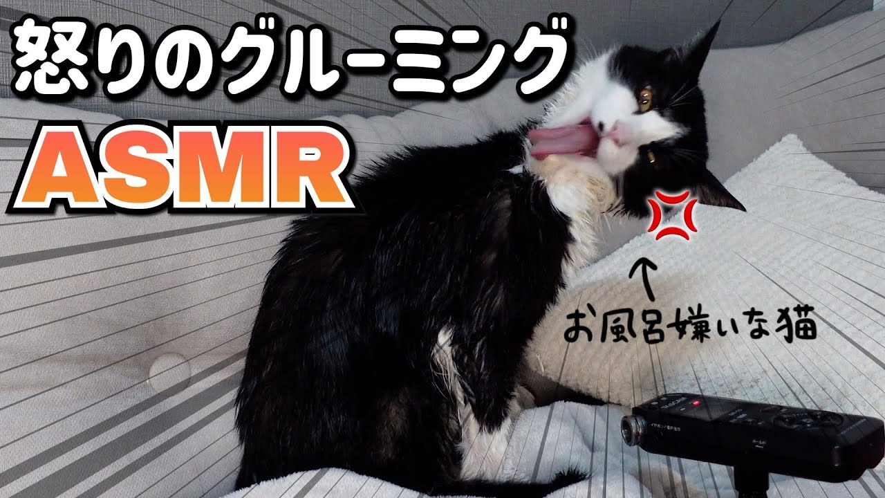 👅ASMR｜猫が風呂上がりにグルーミングする音#252