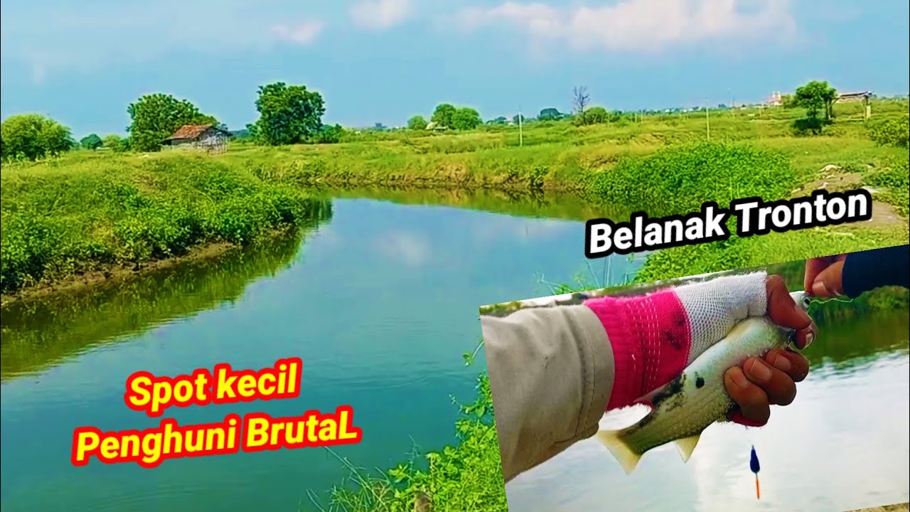 SPOT EDAN‼️ RATA RATA BELANAK NYA BABON SEMUA || MANCING BELANAK SPOT LIAR SIDOARJO