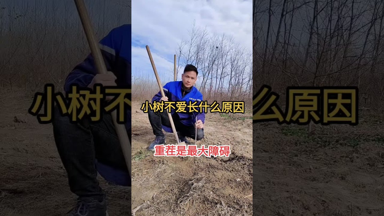 桃树重茬影响大#关注三农服务三农 #助力乡村振兴 #桃树种植技术 #新农人2022乡村振兴 #抖音助农