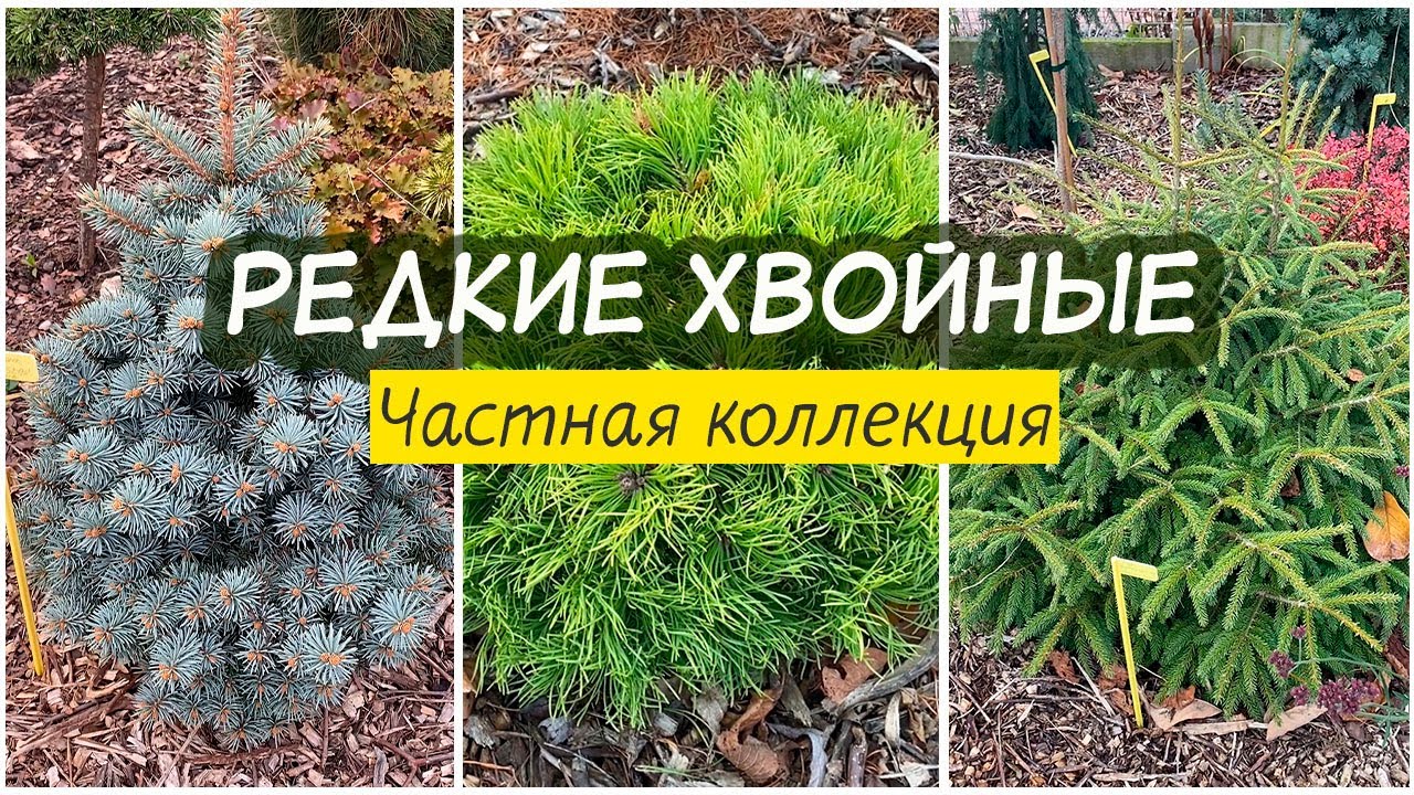 САДИК РЕДКИХ РАСТЕНИЙ