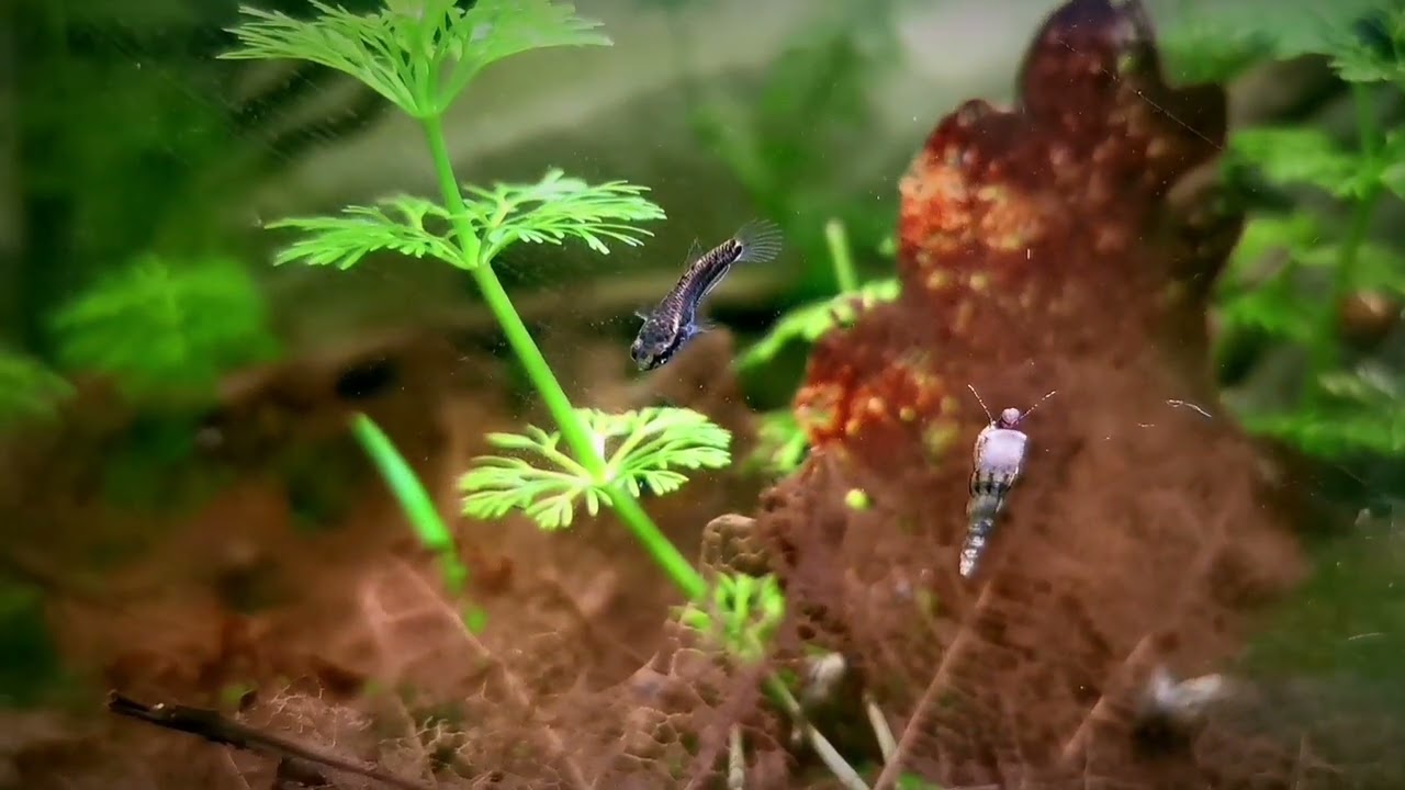 Młode betta albimarginata.