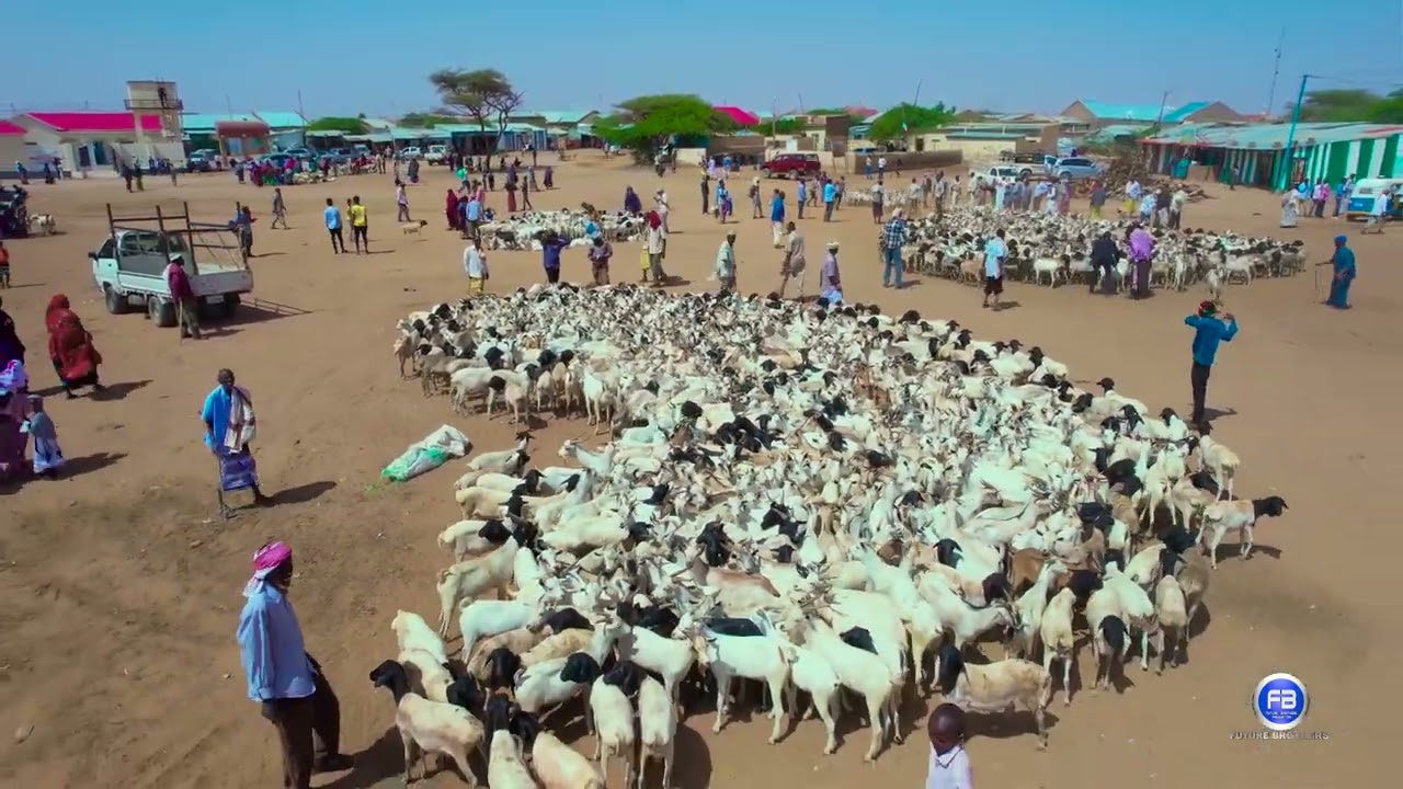 Saylada xoolaha nool ee ugu wayn Geeska Africa . BURCO