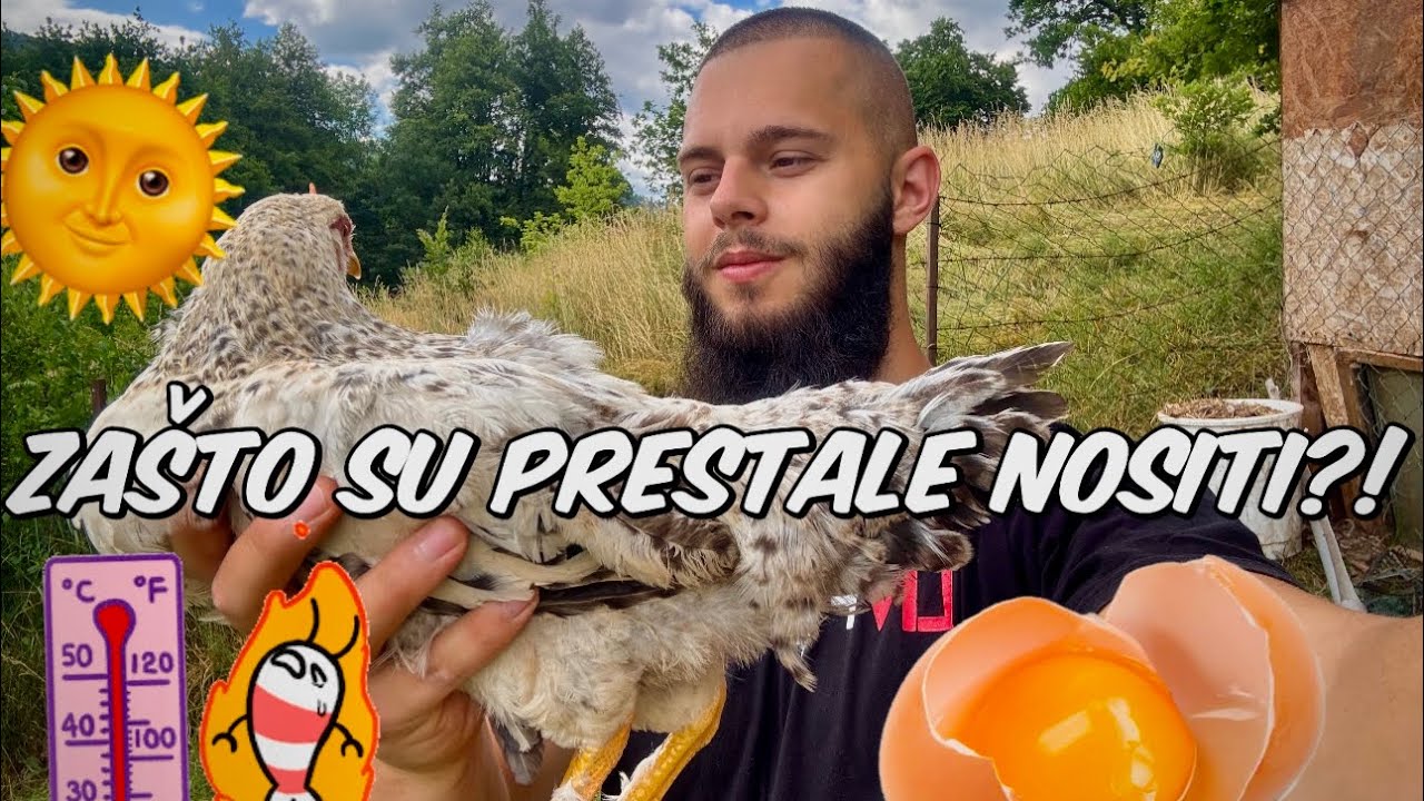Zašto Koke Ljeti Prestanu Nositi Jaja? 6 Razloga!