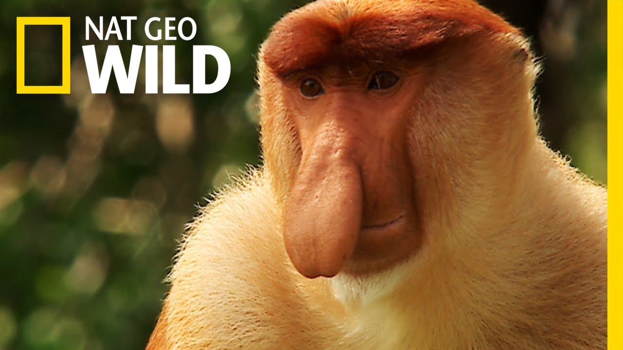 The Biggest Nose Wins the Girl | Wild Indonesia