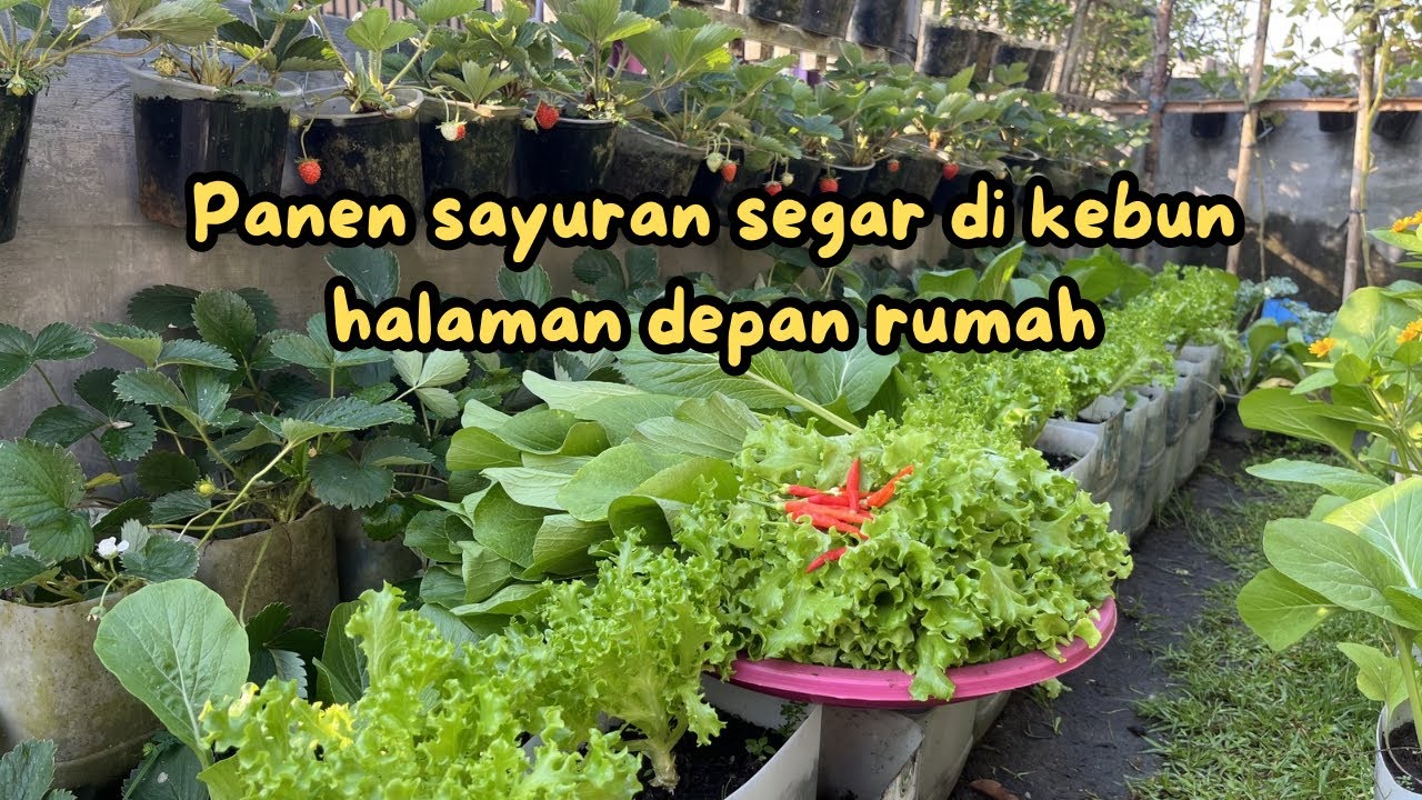 Panen selada keriting perdana, caisim dan cabe rawit di kebun halaman depan rumah