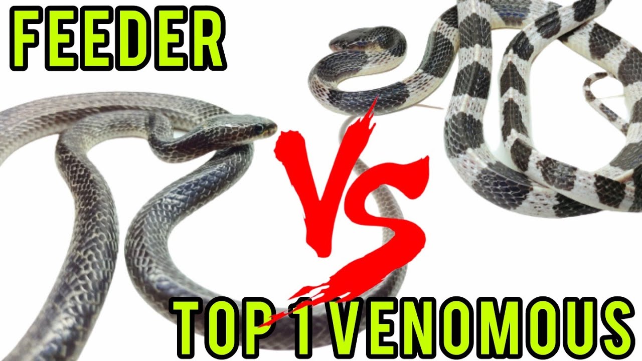 Feeding Snake | Syok Layan Ular Paling Berbisa Makan Ular Lain