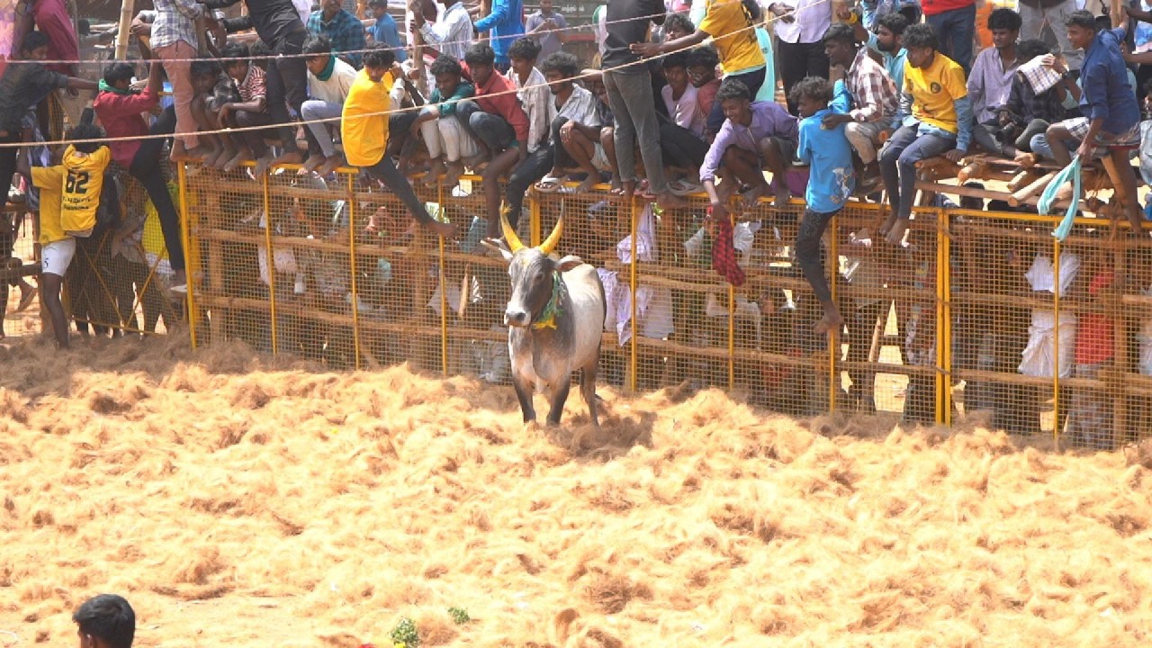 டீ புதூர் மஞ்சுவிரட்டு சிவகங்கை 2026 #trending #manjuvirattu #jallikattu #jallikattukalai