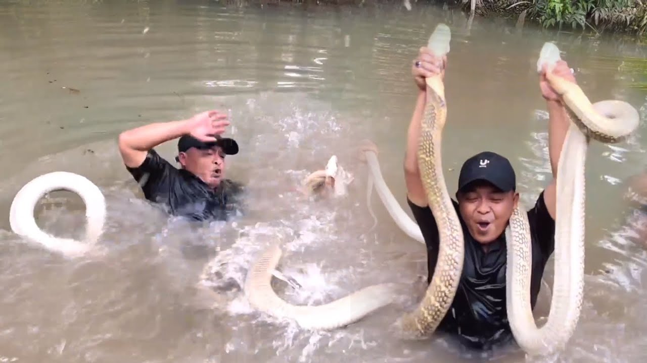 MENYERAMKAN..!!! SERANGAN KING COBRA RAKSASA DI SUNGAI KERAMAT | ULAR | KING COBRA 
