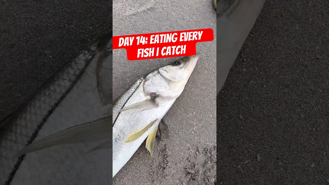 Day 14: Eating every fish I catch #fishing #fish #catchandcook #floridafishing #saltlife