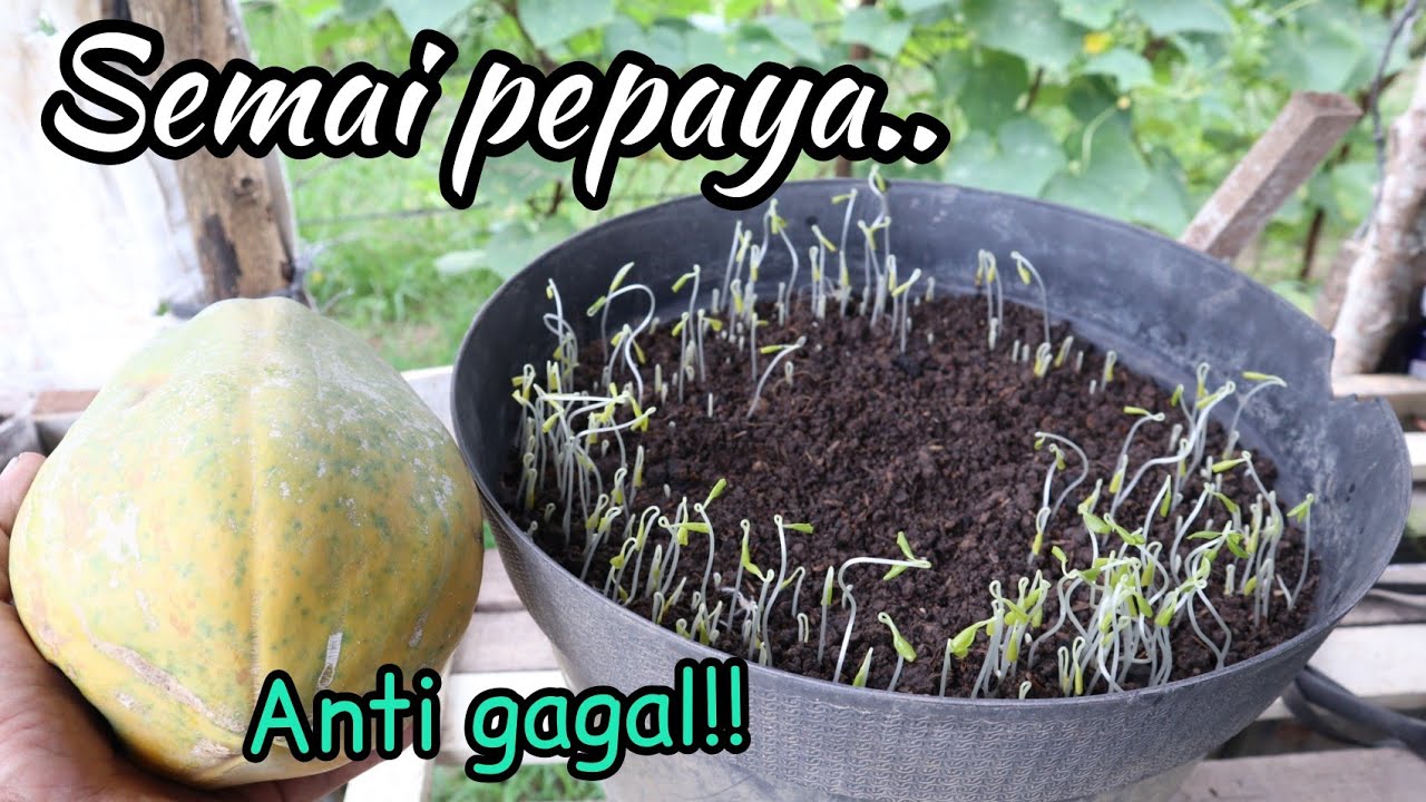 Cara menyemai biji pepaya ceapt tumbuh dan anti gagal