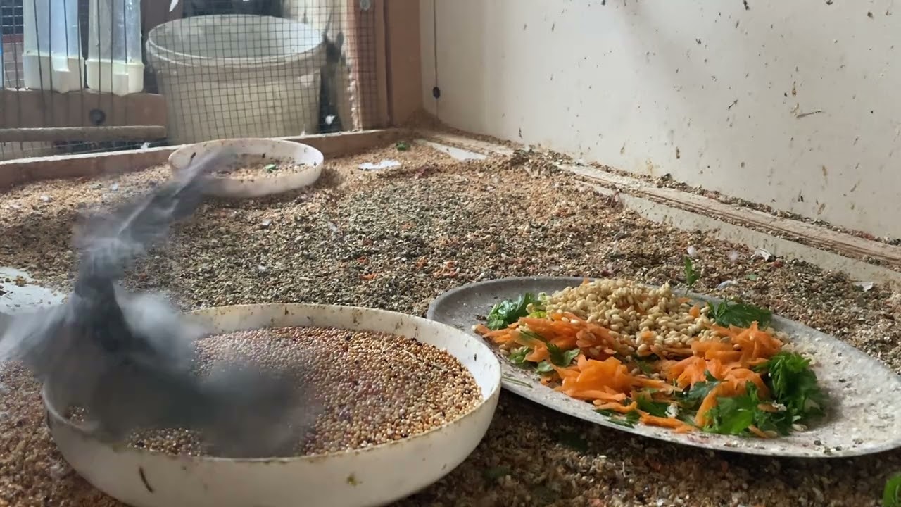 3 Hour 3 Minute Budgies Sounds, Budgies Feeding Time Relar ASMR HD 4K 60FPS
