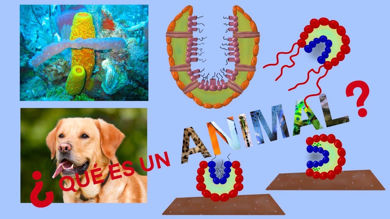 ¿Qué es un ANIMAL?