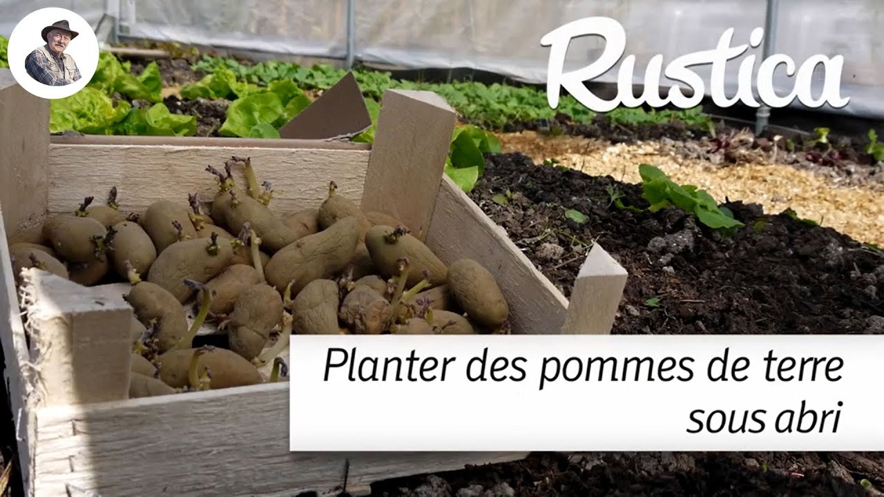 Planter des pommes de terre sous abri pour en avoir plus tôt