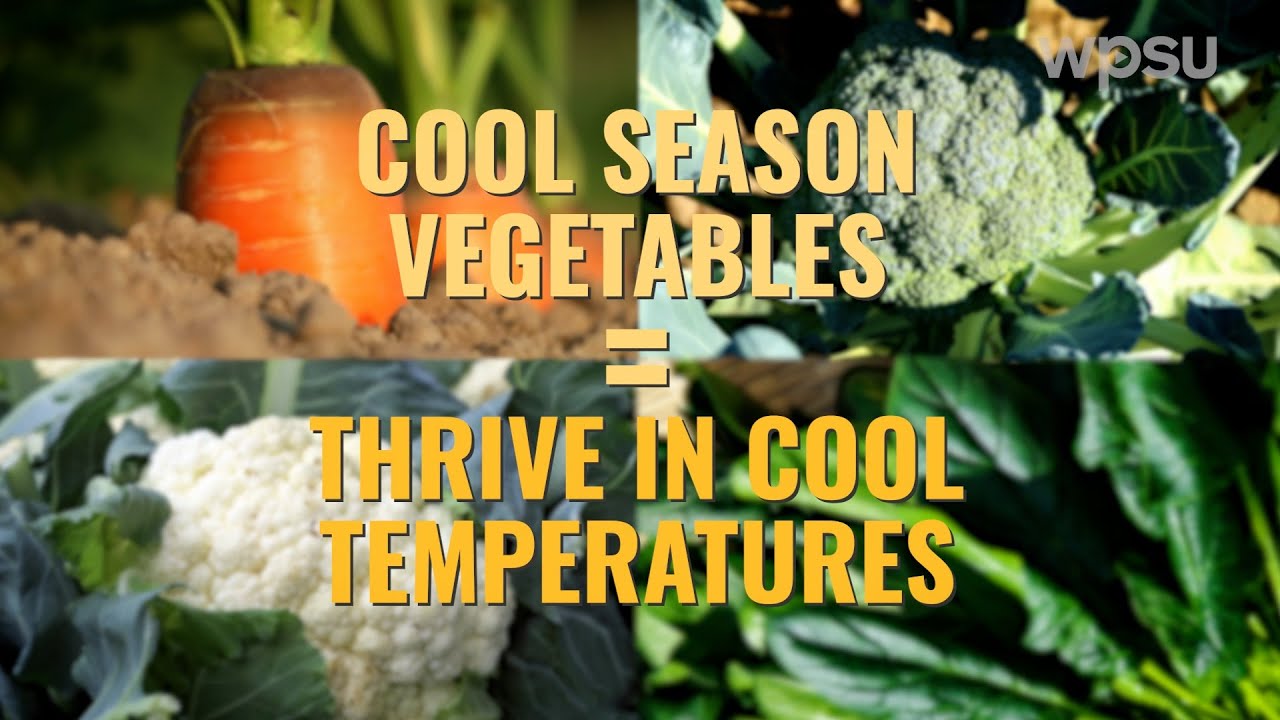 Cool Season Vegetables | Year-Round Gardening