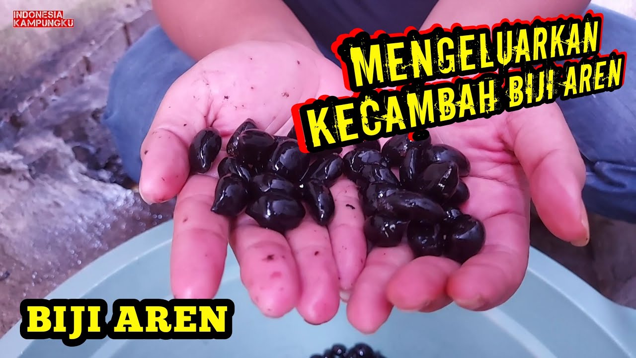 Cara menyemai biji aren agar berkecambah | Aren Genjah