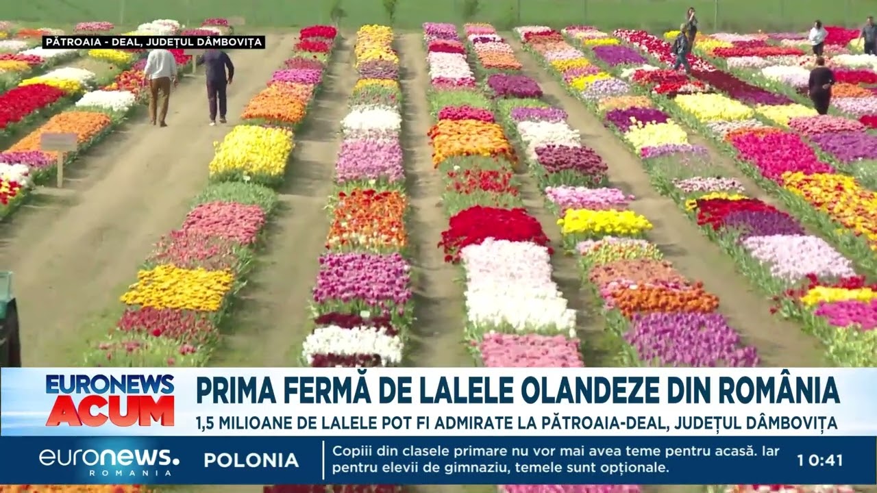Prima fermă de lalele olandeze din România, în Dâmbovița