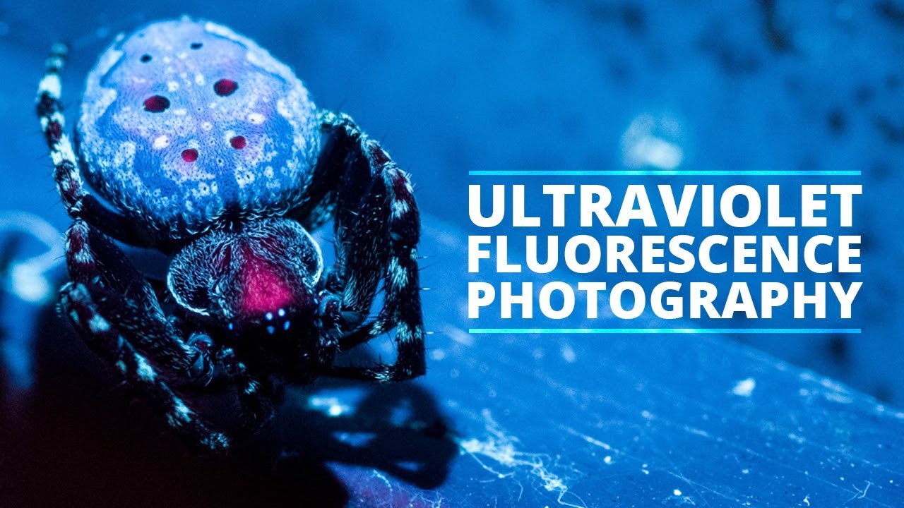 Getting Started With Ultraviolet Fluorescence Photography (UVIVF)