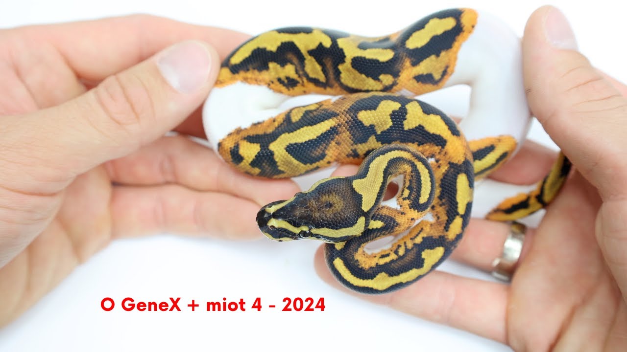 O GeneX + miot 4/2024