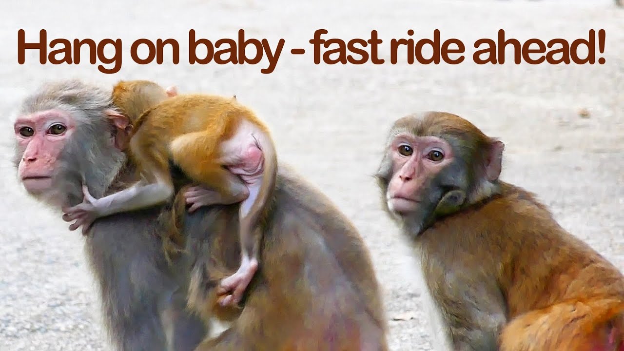 Hundreds of Monkeys Run to the Road - Hang on Baby!