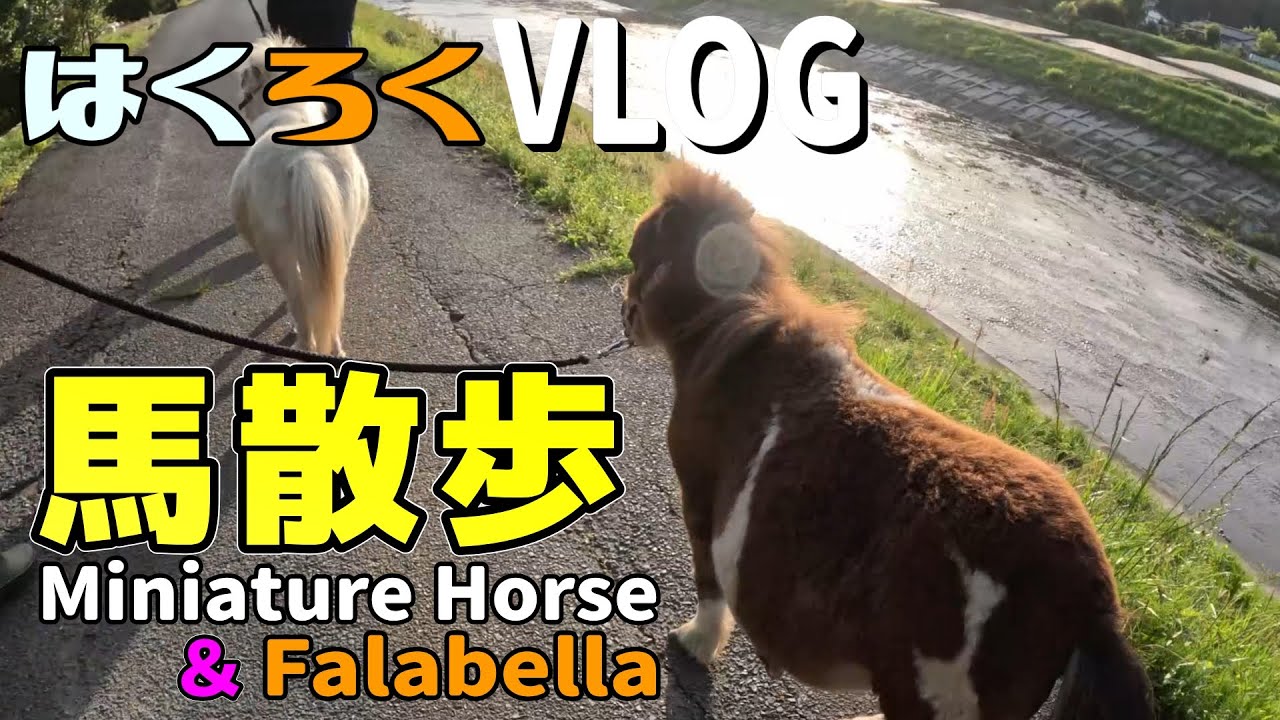 ミニチュアホース Miniature Horse子飼い日記 Vol.93【はくろくVLOG】 散歩に連れ出す