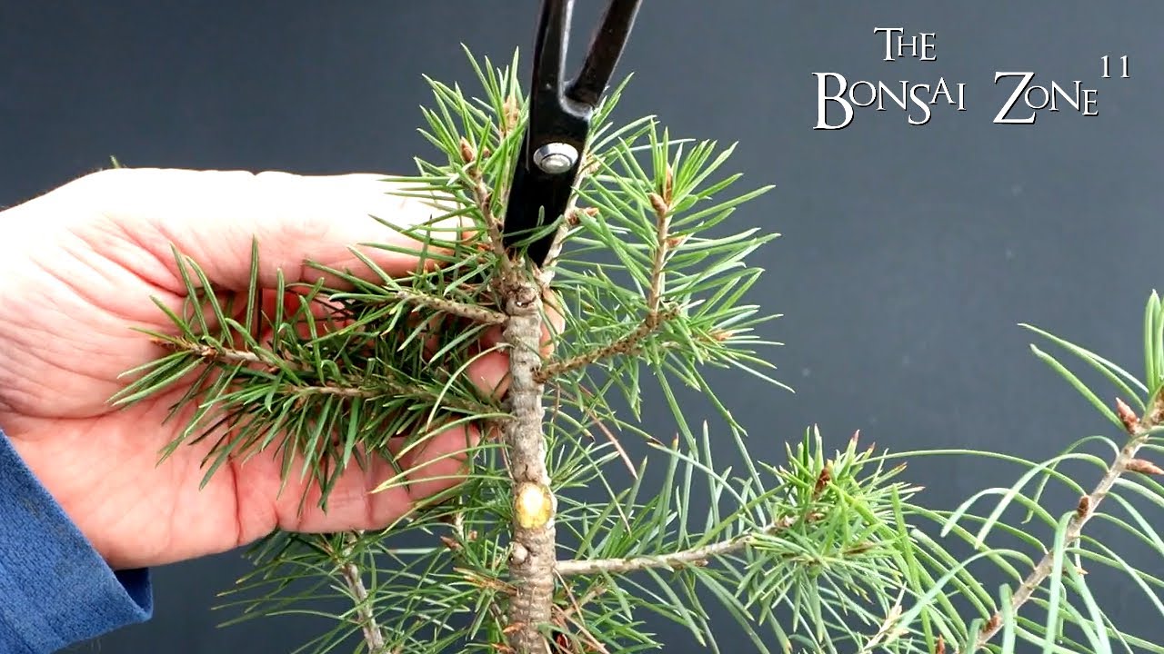 My Young Douglas Fir, Plus Gifts, The Bonsai Zone, Jan 2024