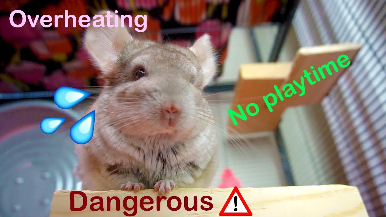 Should Young Chinchillas Have Playtime? (Controversy)