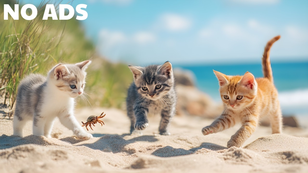 Healing Music For Cats 🐱Soft Piano Tones for Anti-Anxiety & Deep Sleep 🎧Gentle Ambient Sounds No Ads