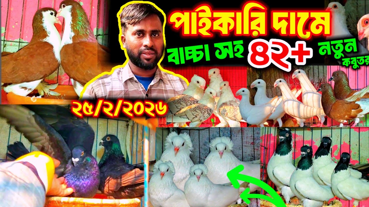 পাইকারি দামে কবুতর কিনুন ১০০% ডিম বাচ্চা গ্যারান্টি সহ | চোখ ধাঁধানো অফারে- বুম্বাই লাহরী ও কোকা কবু