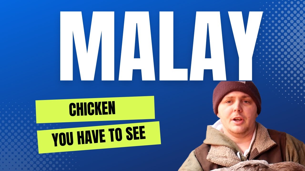 Amazing Malay Chicken featuring an Experienced Breeder
