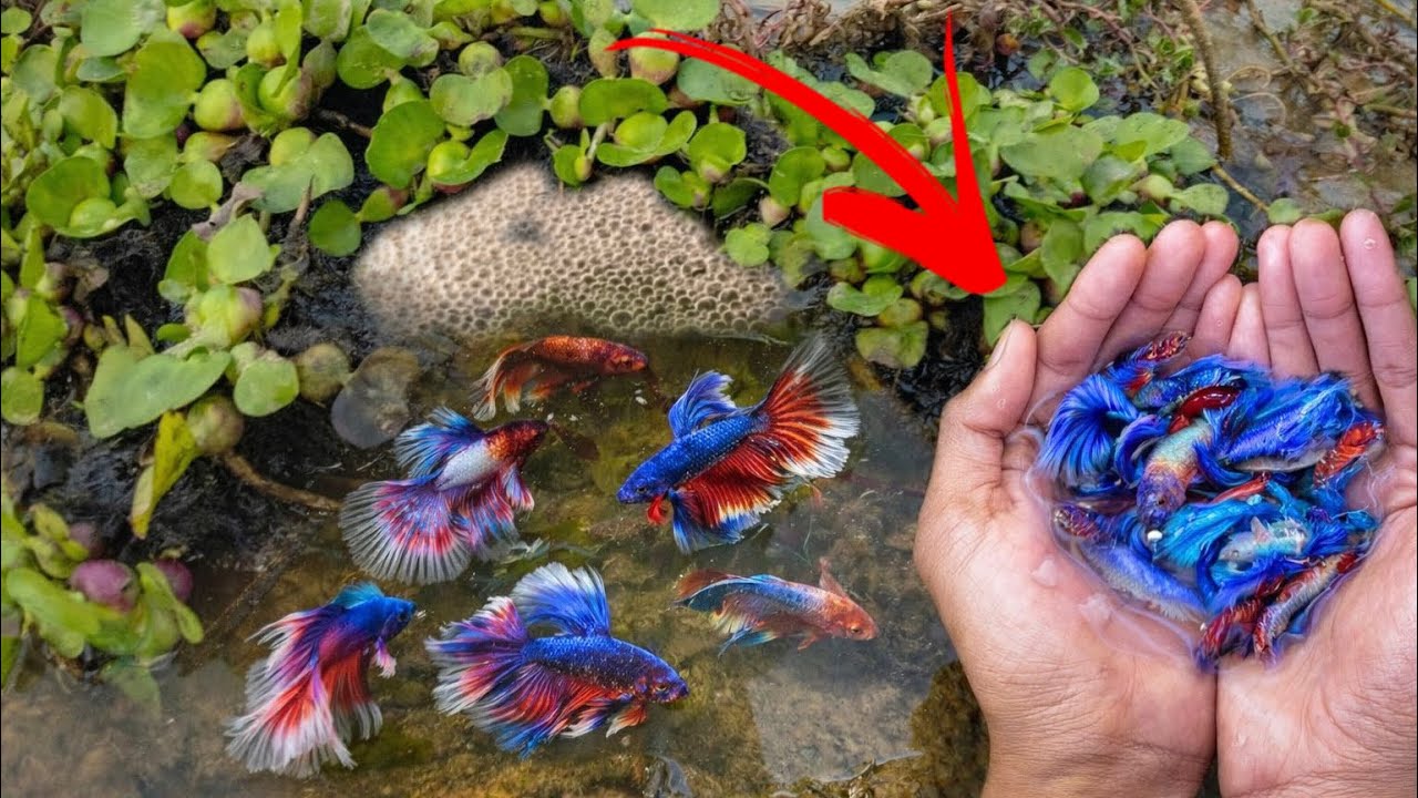 Exploring Betta Natural Habitat – Catching Rare and Colorful Wild Bettas