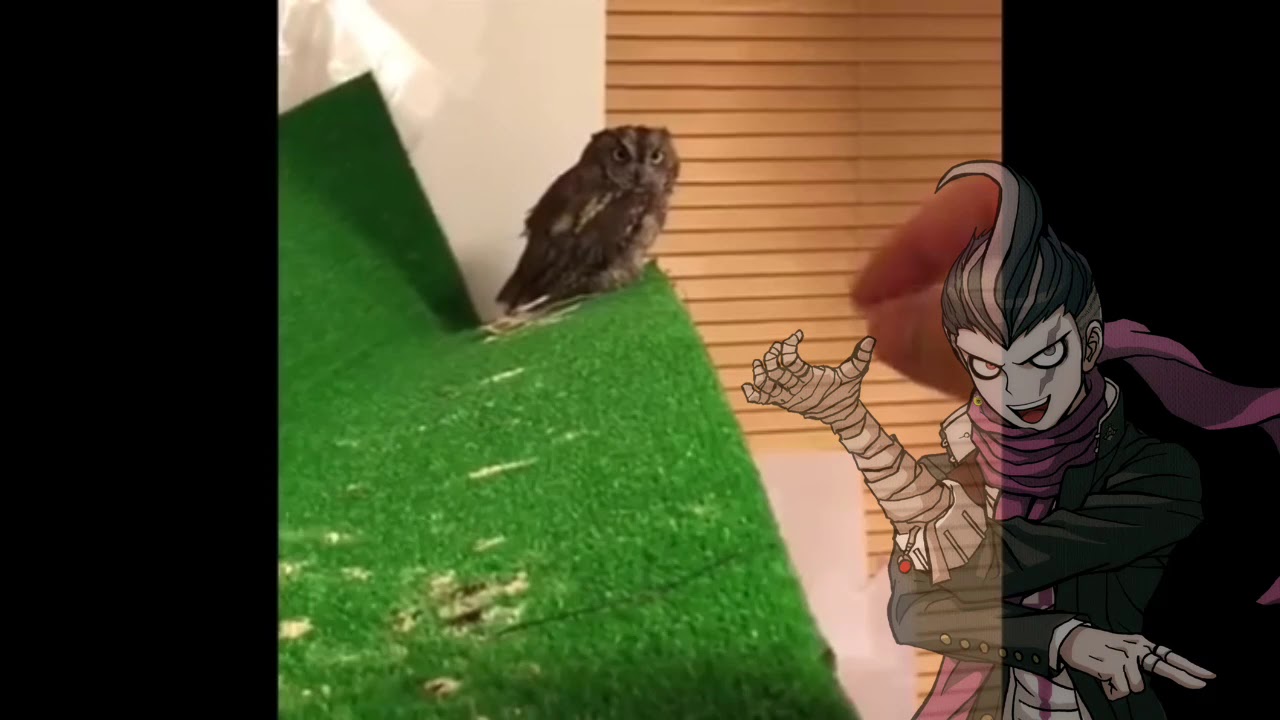 Danganronpa as vines except it's just Sonia, Kazuichi and Gundham