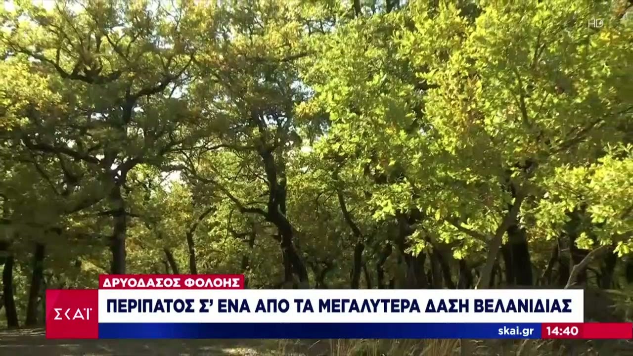 Το παραμυθένιο δάσος της Φολόης – Στην Ηλεία το μοναδικό δρυοδάσος των Βαλκανιών