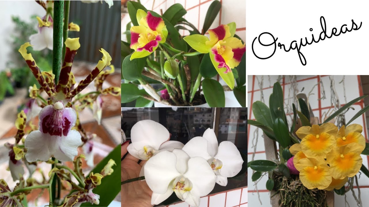 O Segredo para a floração de orquídeas