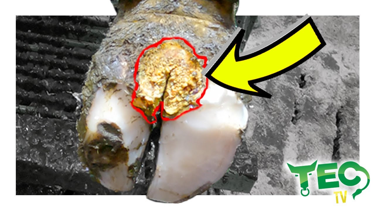 SAVING THIS COW'S FOOT FROM HEEL HORN EROSION *Broken Footbath*