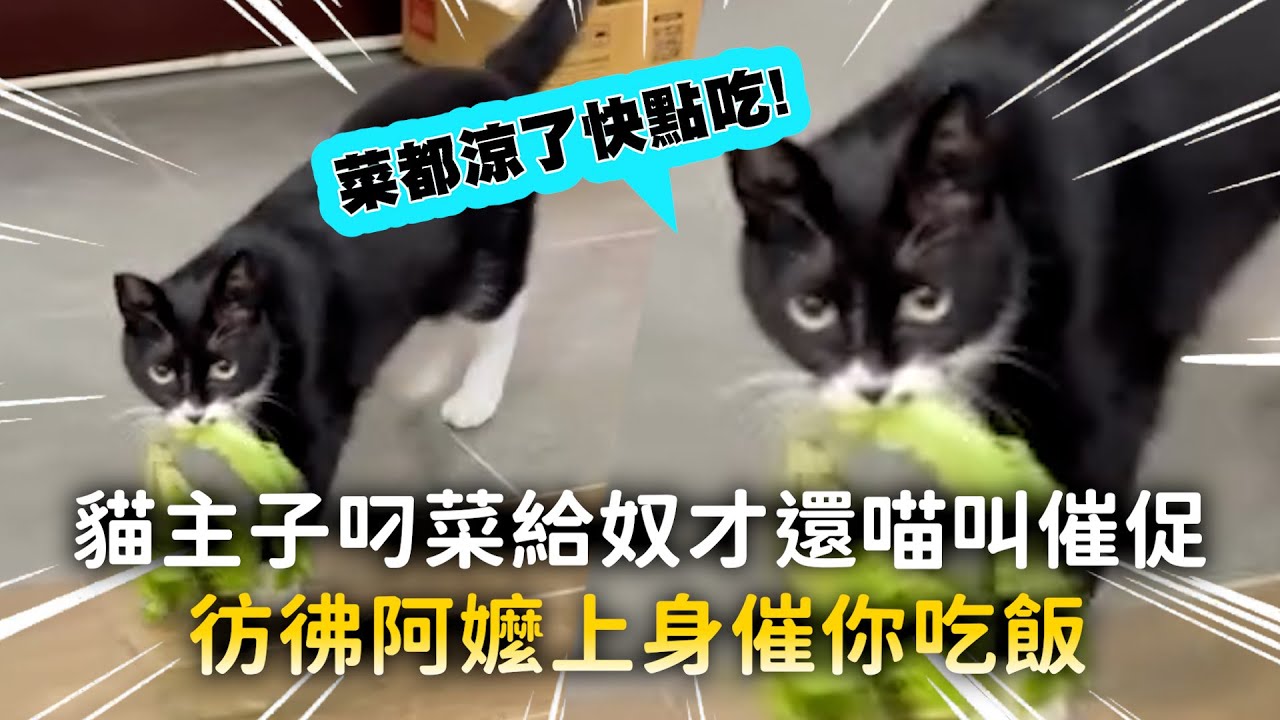 貓主子叼菜給奴才還喵叫催促　彷彿阿嬤上身催你吃飯